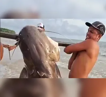 Imagem ilustrativa da imagem Marajó registra captura de filhote de piraíba do tamanho de um homem