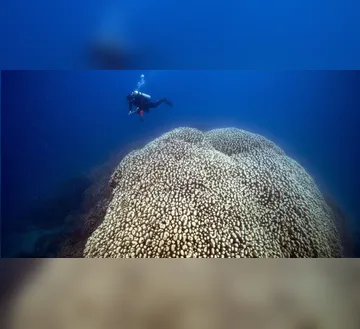 Imagem ilustrativa da imagem Animal de 30 metros surpreende cientistas nas Ilhas Salomão