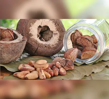 Imagem ilustrativa da imagem Castanha-do-pará impulsiona novos alimentos proteicos