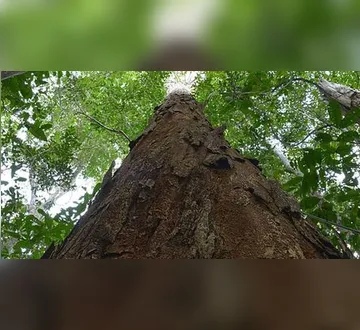 Imagem ilustrativa da imagem Pau-brasil deve ganhar sistema de rastreamento para evitar extinção