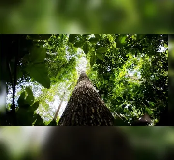 Imagem ilustrativa da imagem O que é o Fundo Amazônia?