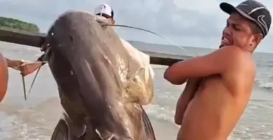 Imagem ilustrativa da imagem Marajó registra captura de filhote de piraíba do tamanho de um homem