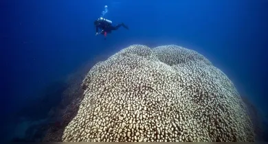 Estrutura monumental de Pavona clavus revela séculos de crescimento e reforça preocupações sobre o aquecimento dos oceanos.