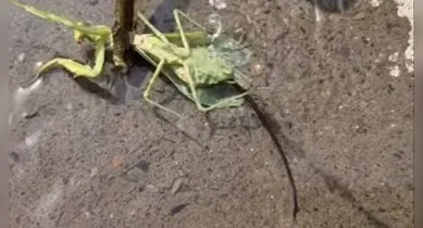 Durante semanas ou meses, o organismo parasitário cresce no interior do abdômen do predador, alimentando-se dos nutrientes disponíveis e atingindo proporções consideráveis em relação ao tamanho do hospedeiro.