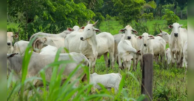 Imagem ilustrativa da notícia Prêmio Agropará de 2025: vencedores serão anunciados hoje, 3