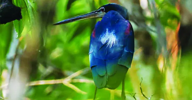 Imagem ilustrativa da notícia Clube se une em torno da observação e paixão por aves no Pará