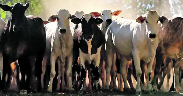 Imagem ilustrativa da notícia Pará é o maior exportador do Brasil de gado bovino em pé