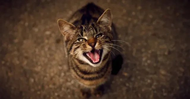 Imagem ilustrativa da notícia Miados de gato: o que eles realmente querem dizer? Entenda!
