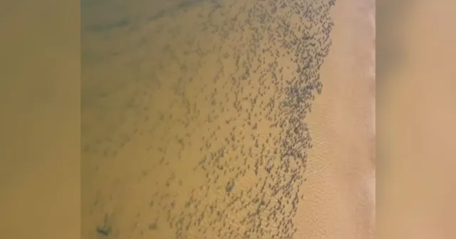 Imagem ilustrativa da notícia Vídeo registra cardume de peixes no rio Araguaia, em Goiás
