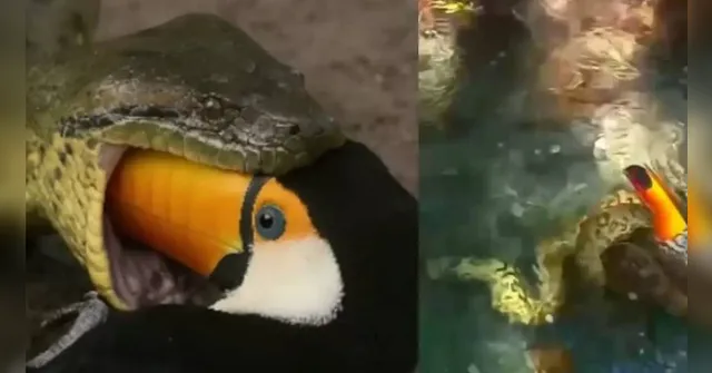 Imagem ilustrativa da notícia Sucuri  devora tucano pelo bico e turistas registram a cena