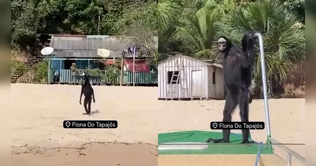 Imagem ilustrativa da notícia Macaco-aranha surpreende caminhando em praia no Pará