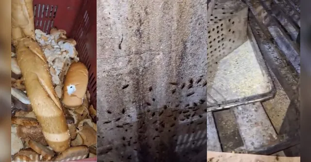 Imagem ilustrativa da notícia Padaria é interditada em Belém por infestação de baratas