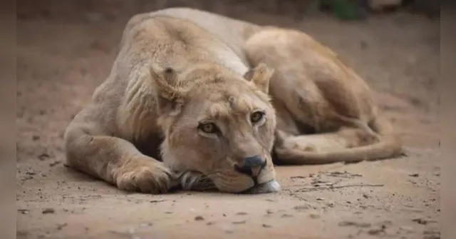 Imagem ilustrativa da notícia Homem morre ao ser atacado por leoa em jaula