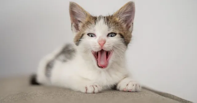 Imagem ilustrativa da notícia Como os gatos se comunicam? Entenda os sinais dos felinos