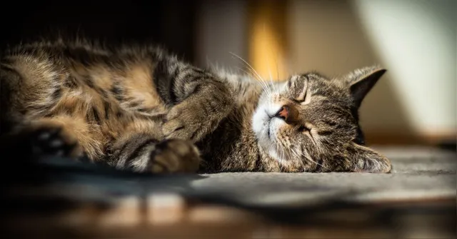 Imagem ilustrativa da notícia Por que os gatos escolhem lugares específicos para dormir? 