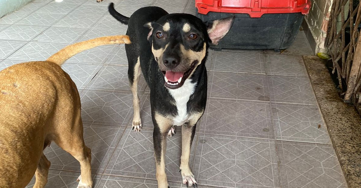 Ajude a encontrar o cãozinho Antônio! Abrigos oferecem recompensa