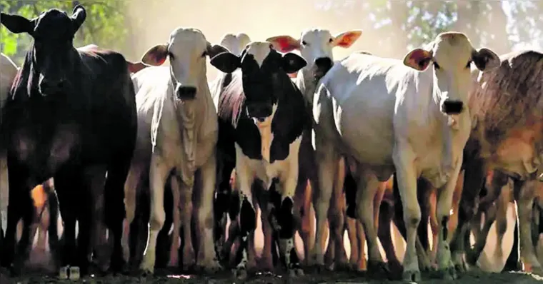 Imagem ilustrativa da notícia Pará é o maior exportador do Brasil de gado bovino em pé