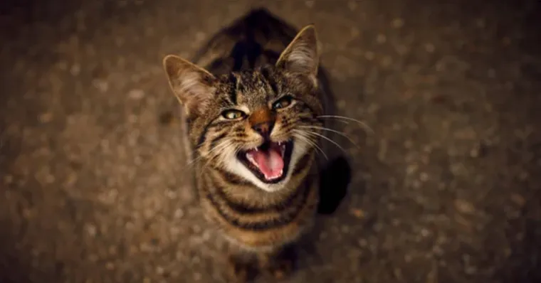 Imagem ilustrativa da notícia Miados de gato: o que eles realmente querem dizer? Entenda!