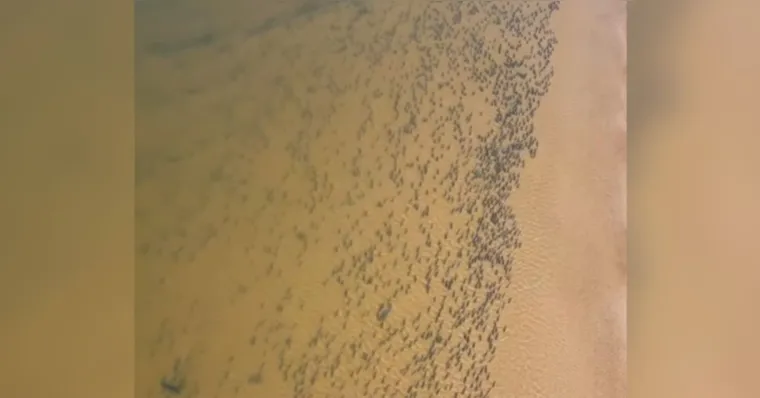Imagem ilustrativa da notícia Vídeo registra cardume de peixes no rio Araguaia, em Goiás