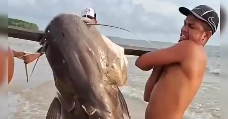 Imagem ilustrativa da notícia Marajó registra captura de filhote de piraíba do tamanho de um homem