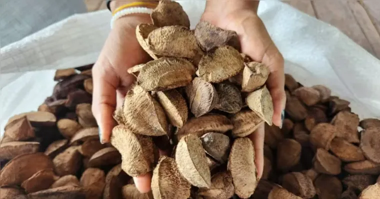 Imagem ilustrativa da notícia Castanha-do-Pará é declarada Patrimônio Cultural e Imaterial do Pará