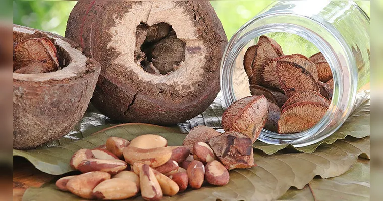 Imagem ilustrativa da notícia Castanha-do-pará impulsiona novos alimentos proteicos