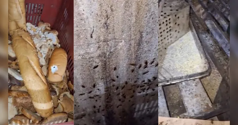 Imagem ilustrativa da notícia Padaria é interditada em Belém por infestação de baratas