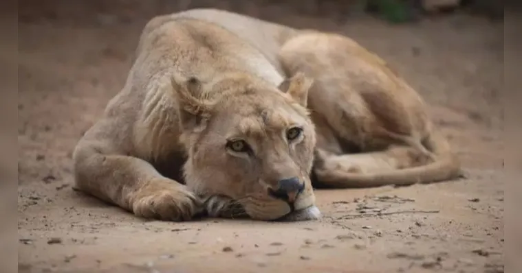 Imagem ilustrativa da notícia Homem morre ao ser atacado por leoa em jaula
