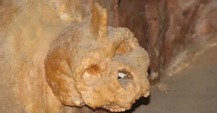 Imagem ilustrativa da notícia Crânio de 300 mil anos não pertence a humanos nem a Neandertais