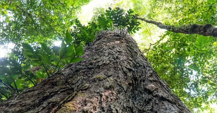 Imagem ilustrativa da notícia Árvores gigantes da Amazônia podem frear aquecimento global