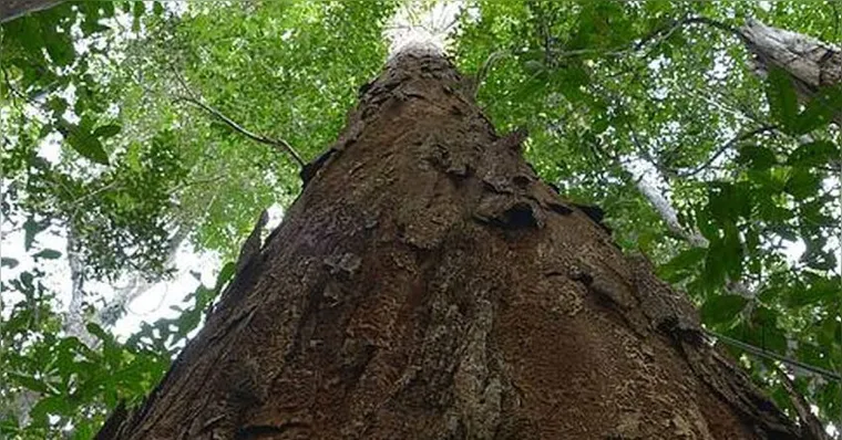 Imagem ilustrativa da notícia Pau-brasil deve ganhar sistema de rastreamento para evitar extinção