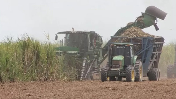 Cana-de-açúcar: o “petróleo verde” do Brasil