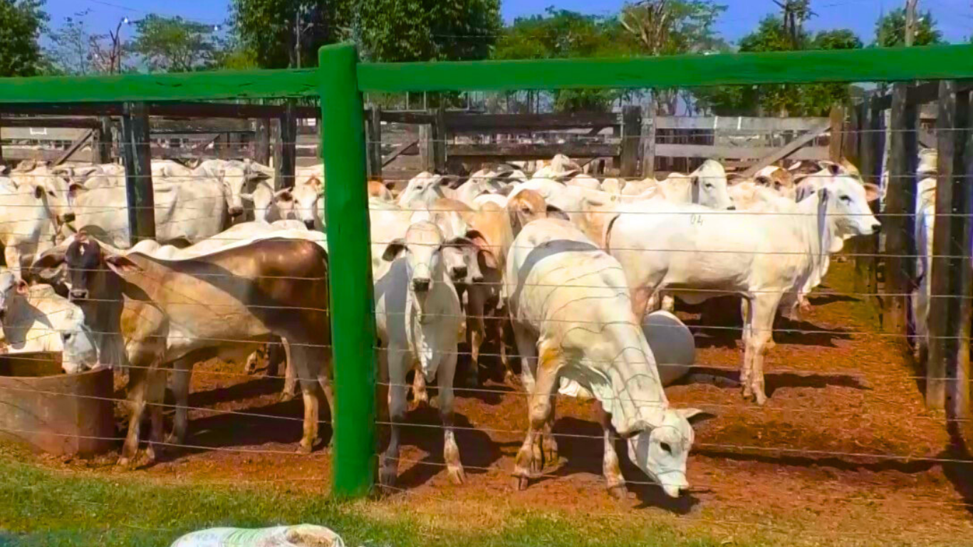 A iniciativa, que conta com a parceria de empresas de inseminação artificial, visa suprir uma demanda antiga dos produtores