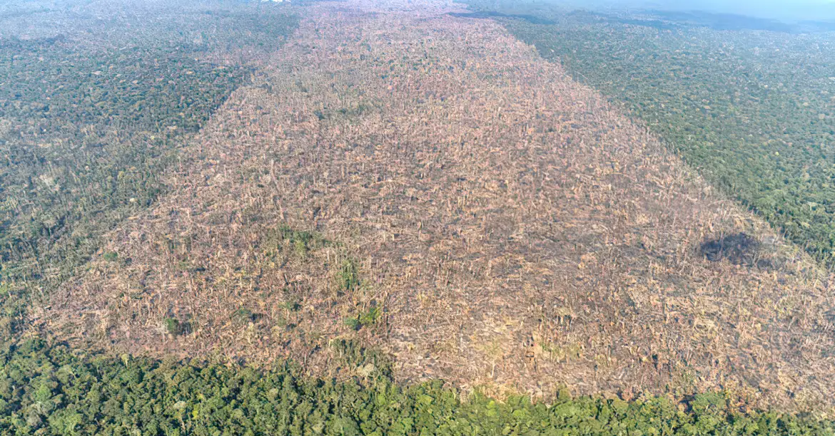 A ligação direta estabelecida entre desmatamento, aquecimento local e mortalidade oferece um novo argumento científico para a preservação das florestas tropicais.