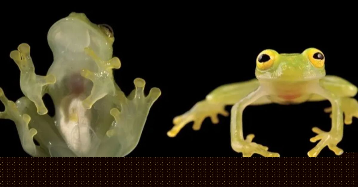 "Perereca-de-vidro" mostra tudo com pele transparente e impressiona ciência