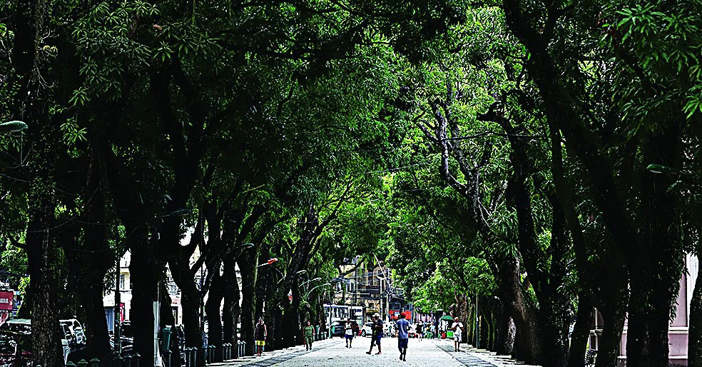 Galho de mangueira cai e bloqueia parcialmente trânsito no Umarizal