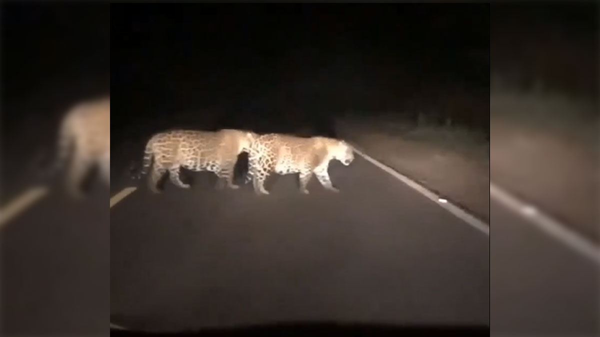 Vídeo: onças são flagradas atravessando estrada no Marajó. Veja