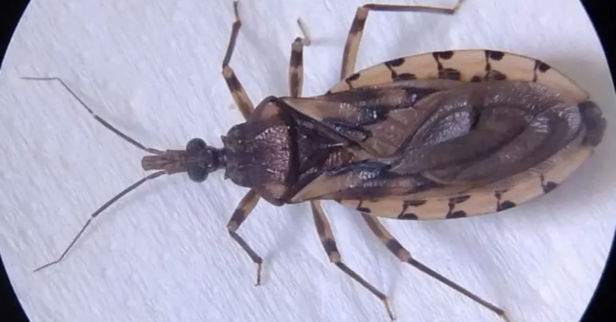 Prefeitura de Ananindeua interdita pontos de venda de açaí