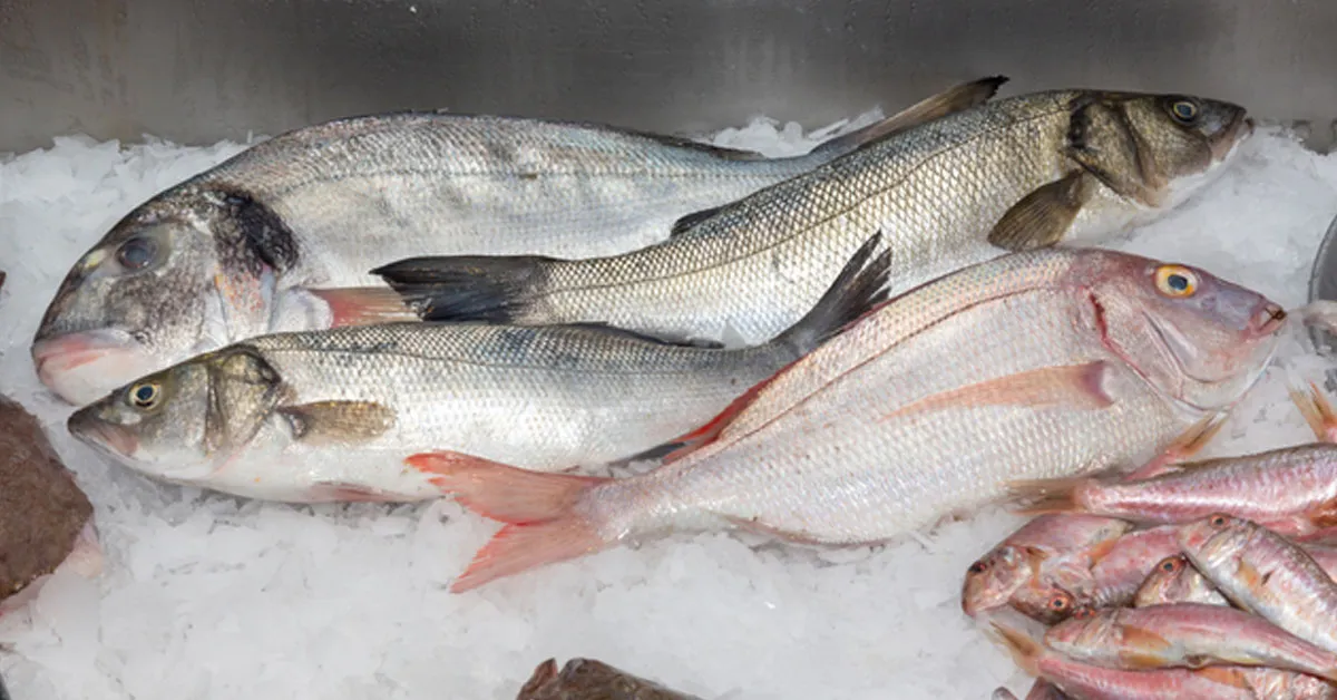 Alguns peixes podem acumular substâncias nocivas