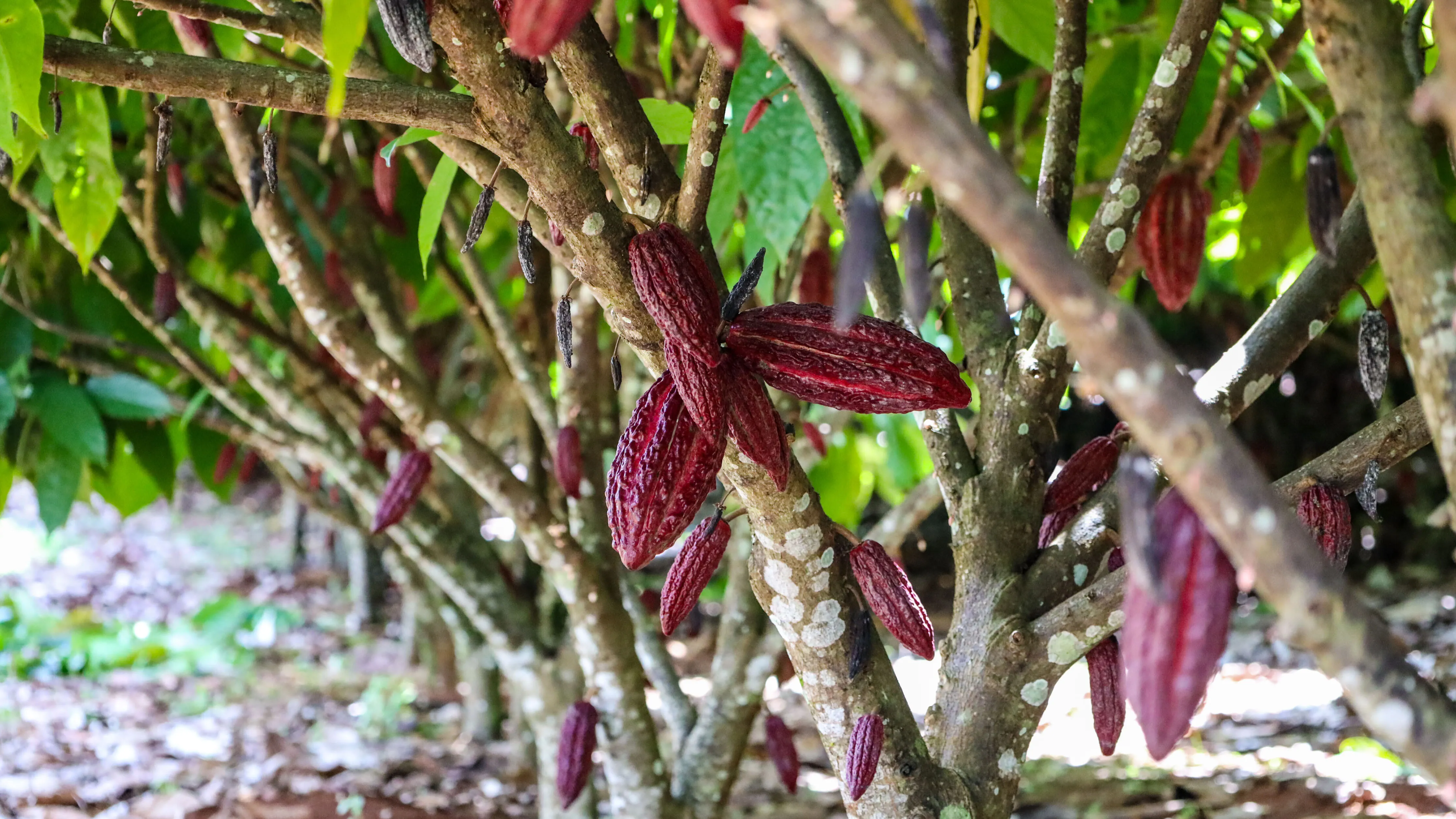 Pará é um dos maiores produtores de Cacau do Brasil