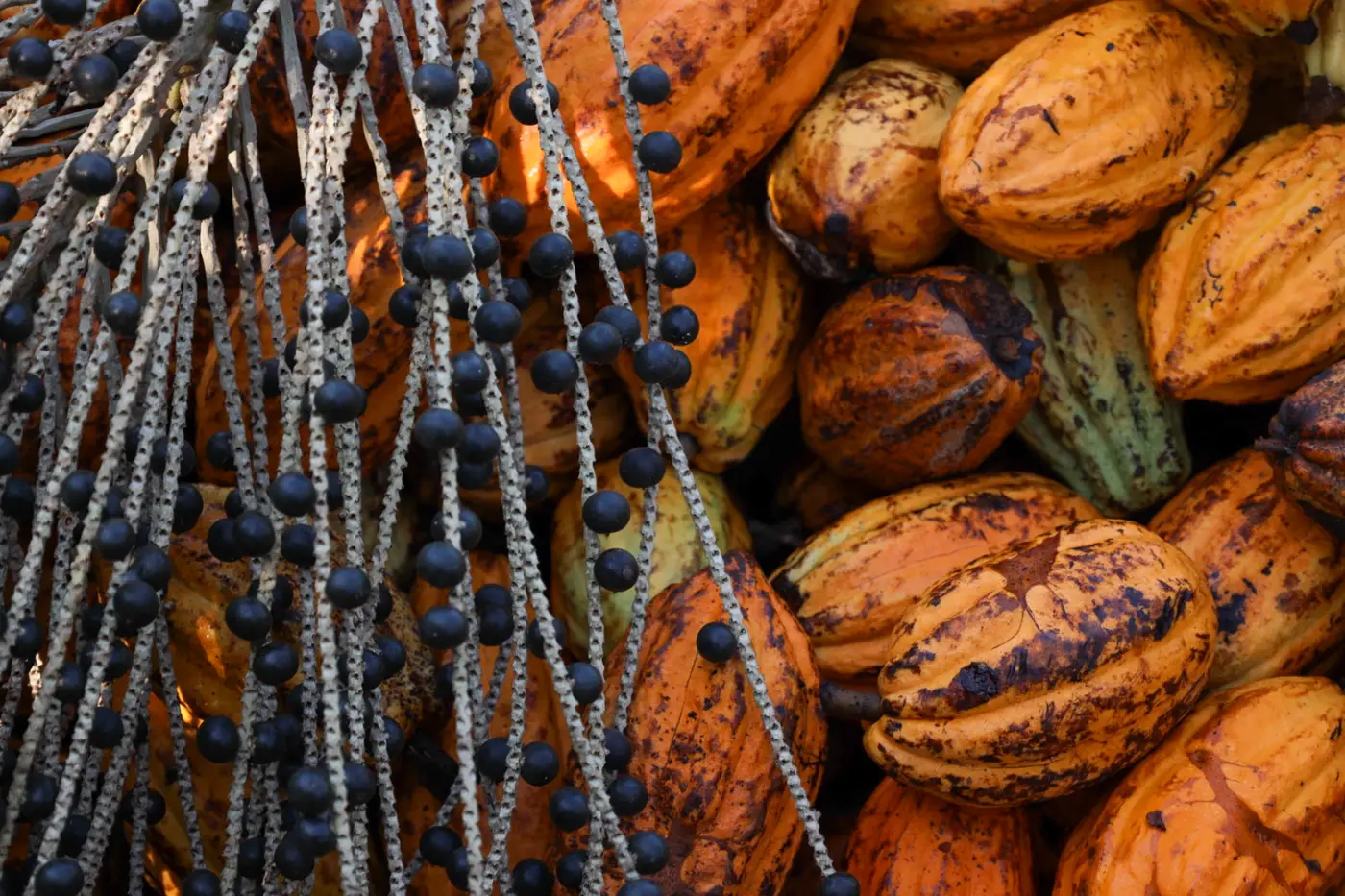 Ao todo, serão destinados R$ 1,8 milhão para selecionar até nove propostas com foco em sociobioeconomia, economia circular e agregação de valor.