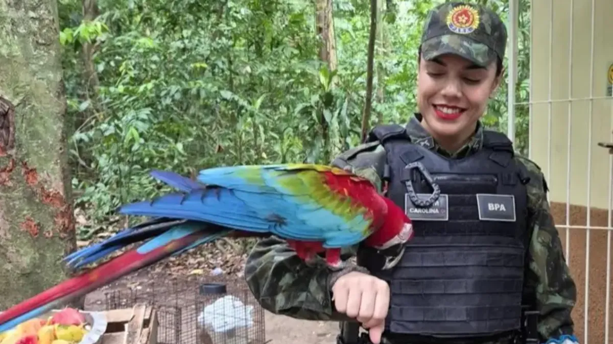 Governo do Pará orienta população a acionar órgãos competentes para garantir segurança e preservação da fauna.