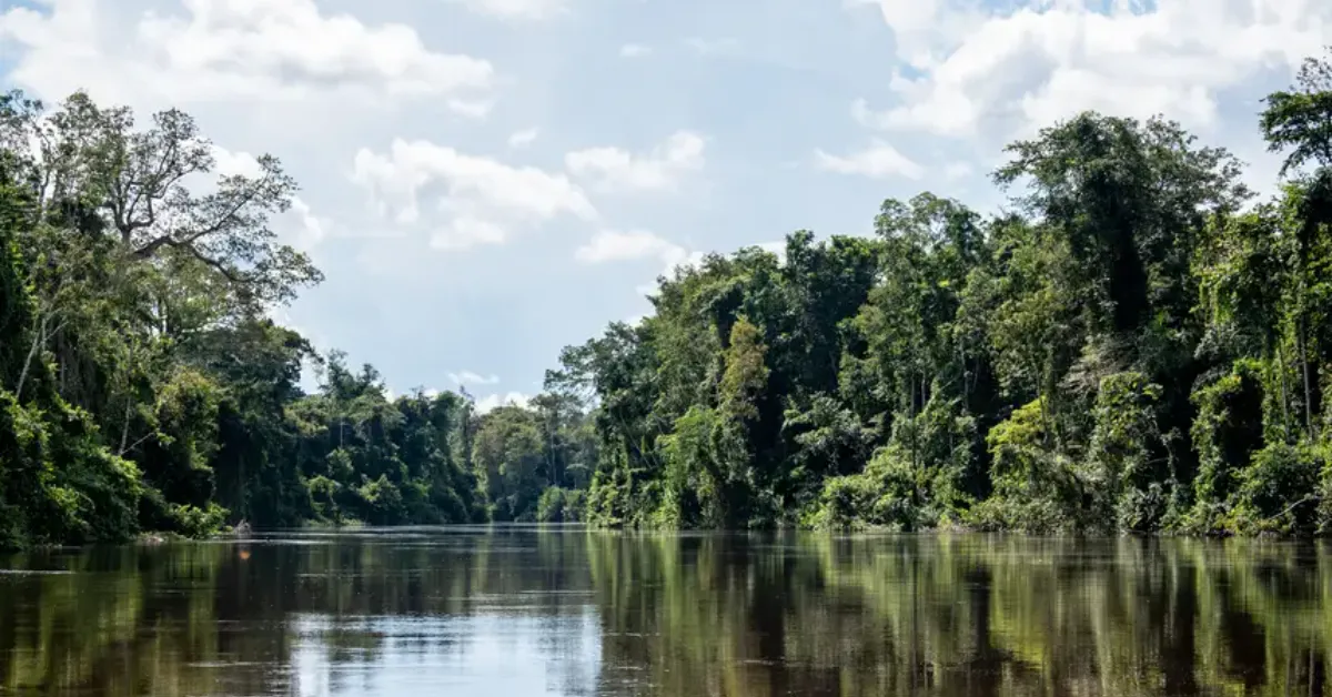 A governadora Hana Ghassan sanciona lei que cria o Dia Estadual das Unidades de Conservação, reforçando a importância da biodiversidade e do desenvolvimento sustentável no Pará.