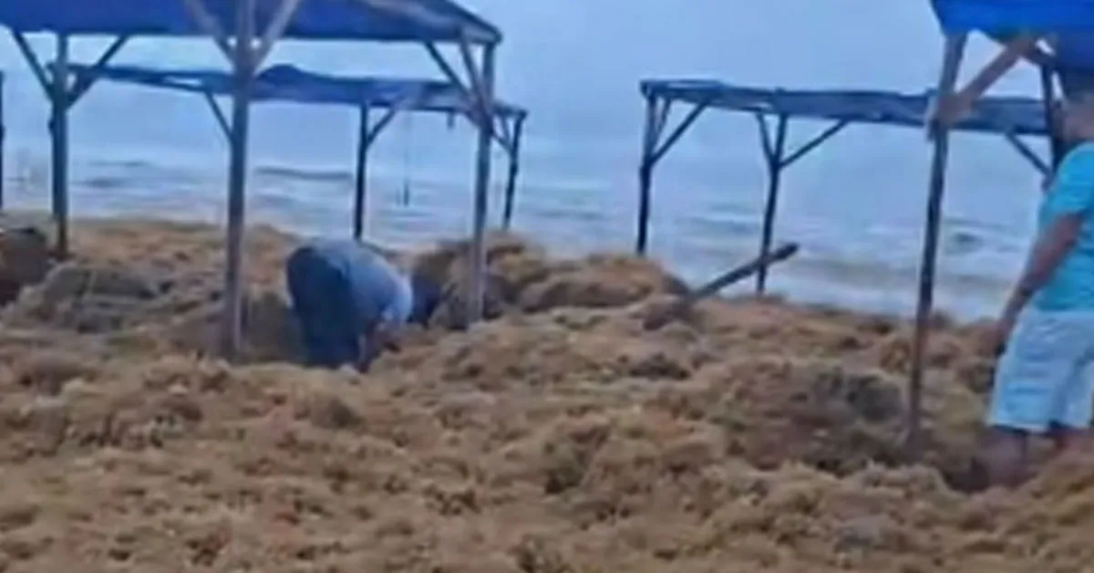 O registro da situação foi feito por moradores da região e frequentadores da praia