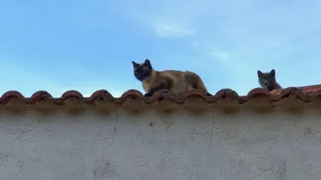 As dicas podem acabar a "farra" dos gatos