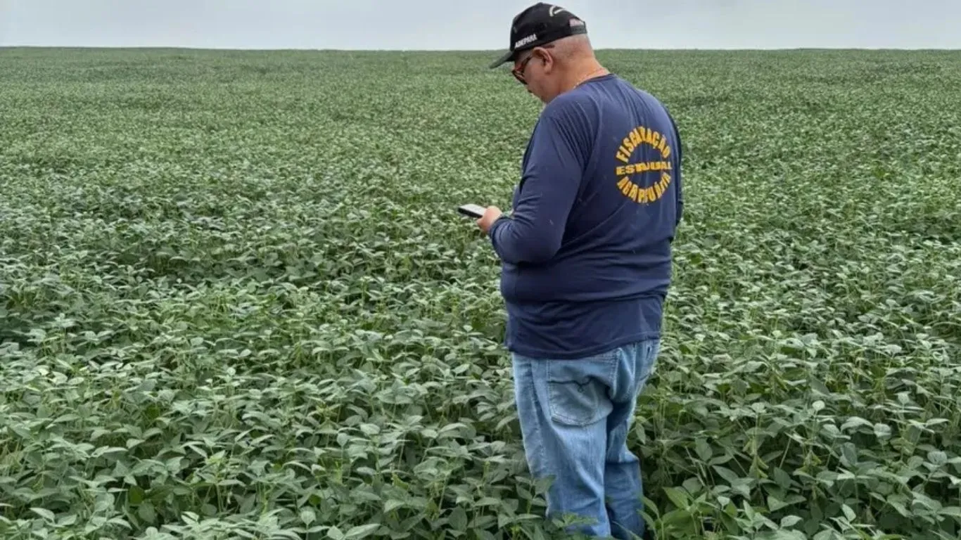 Dados da Adepará revelam que a soja segue em franca expansão no estado.