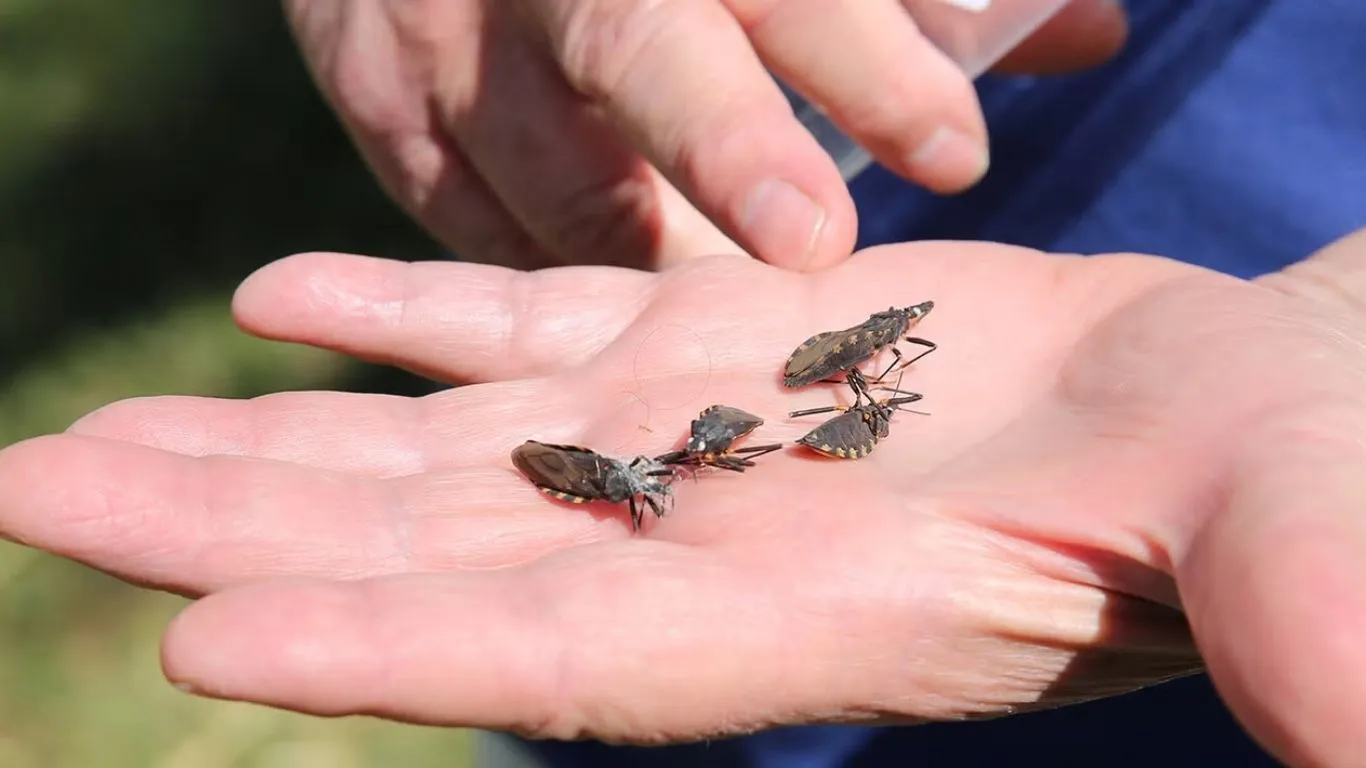 Marabá não registra casos há cinco anos
