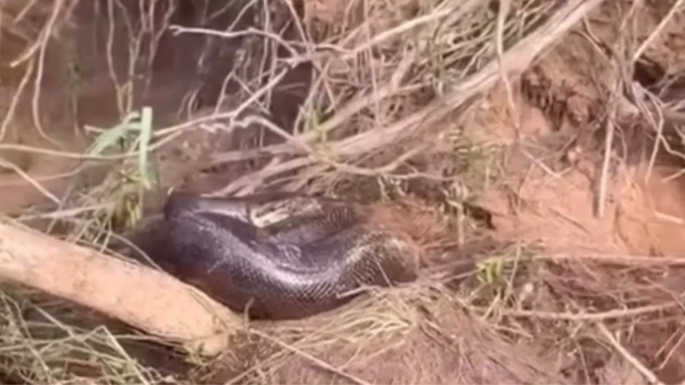 A sucuri permaneceu na mata ciliar, seguindo o ciclo natural da fauna local.