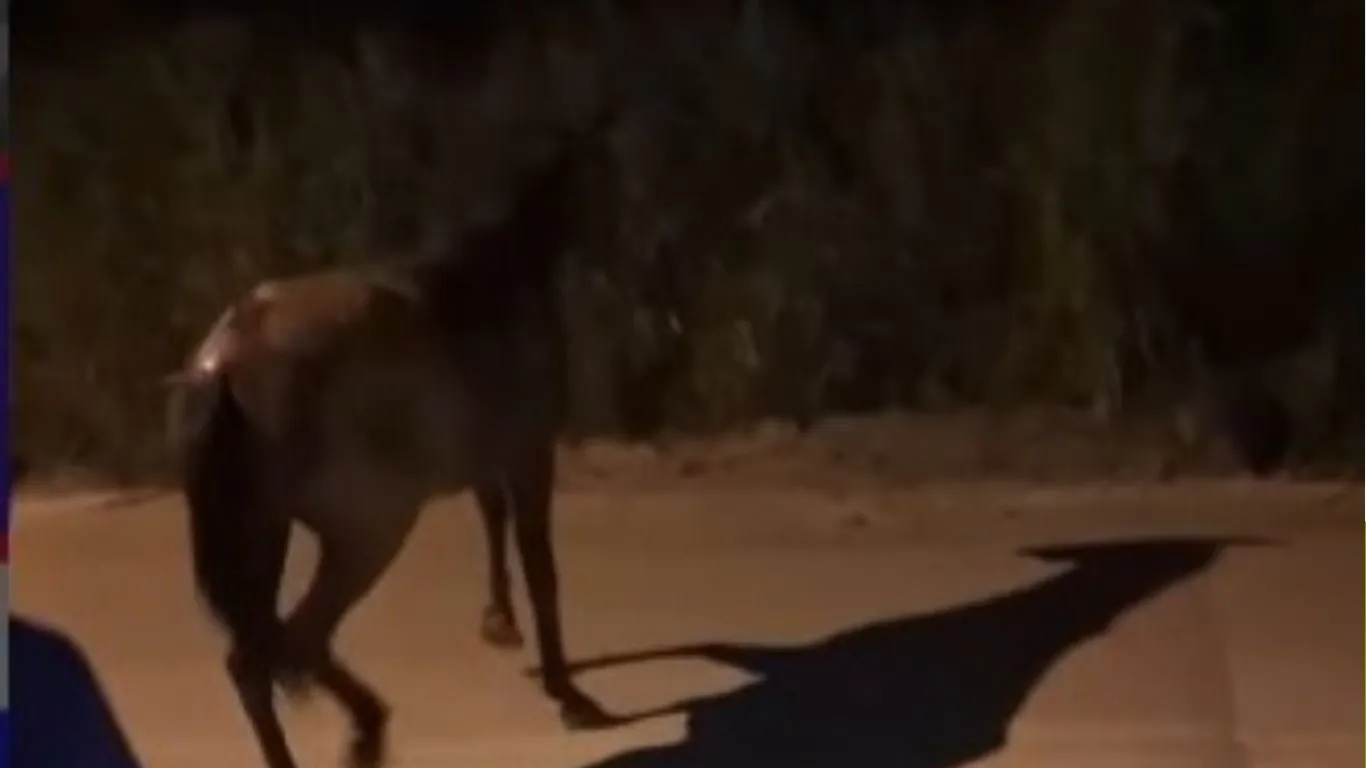 O tamanho do animal e a profundidade do buraco tornaram a tarefa complexa.