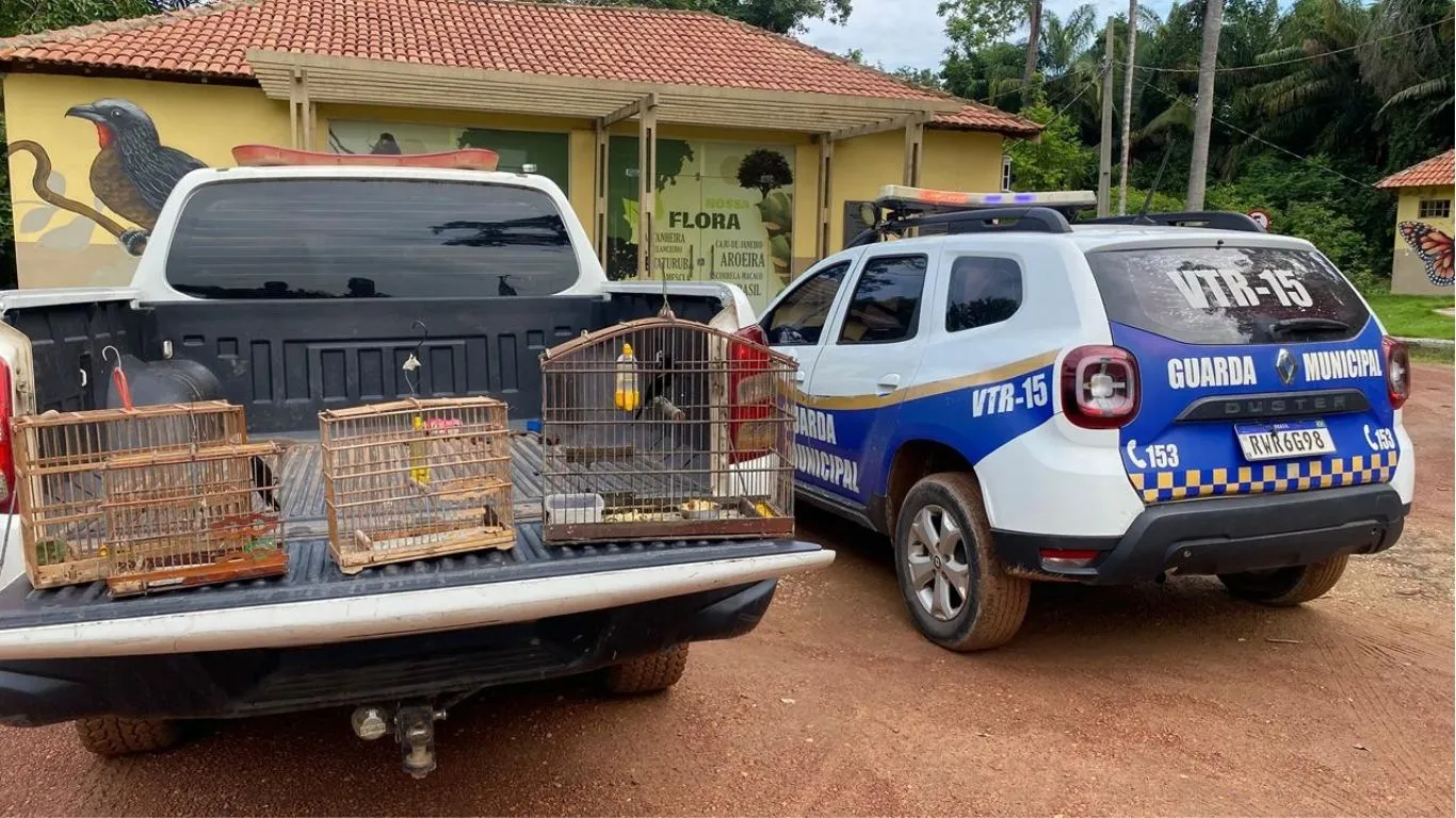 Durante as incursões, as equipes flagraram a criação e captura ilegal de passeriformes